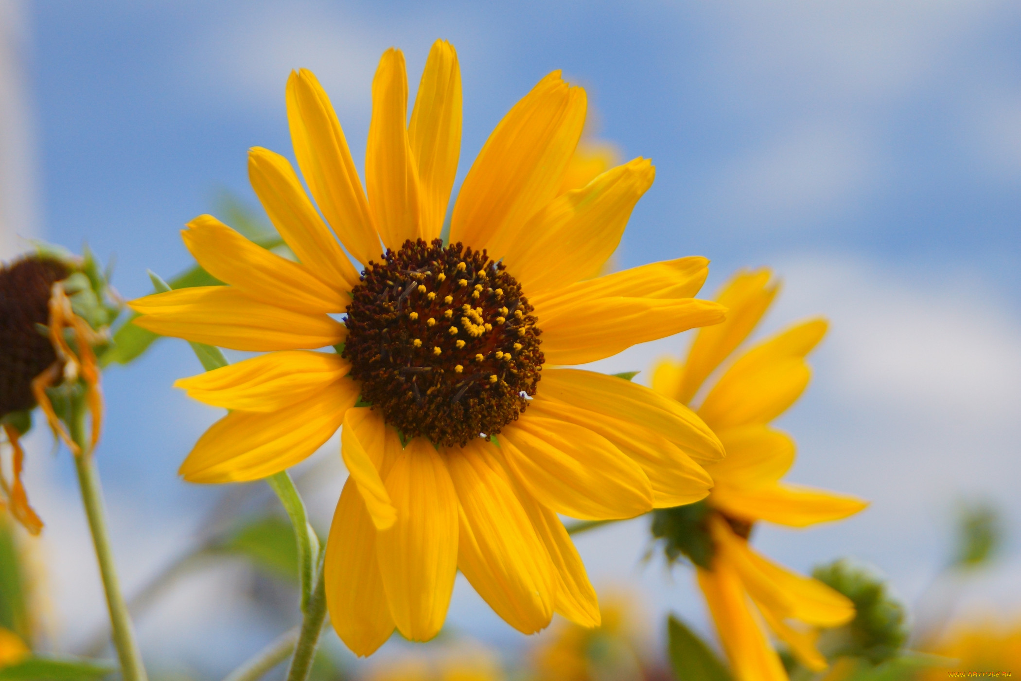 , , , flowers, petals, sunflower, , , bloom